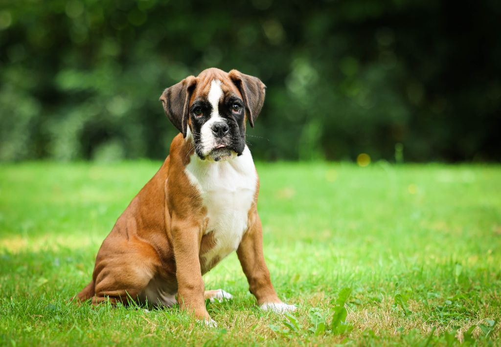 Des Divines Idylles Du Lys - Chiot disponible  - Boxer